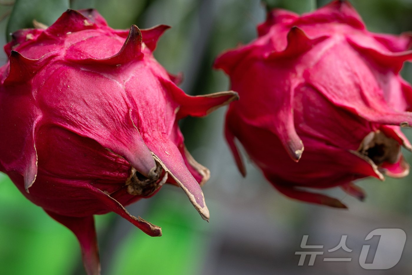 본문 이미지 - 레드용과. (농식품부 공동취재단)  