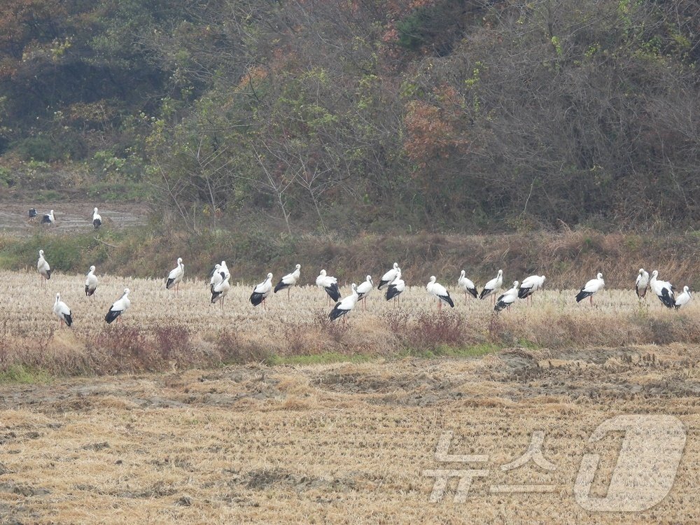 인천시 옹진군 백령도 화동습지에서 발견된 황새.&#40;인천녹색연합 제공&#41;2024.11.18/뉴스1