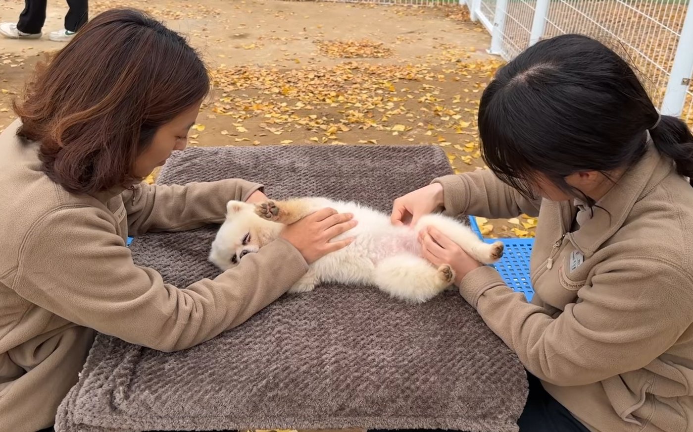 본문 이미지 - VIP동물한방재활의학센터 바이 닥터(by Dr.) 신사경 임직원이 최근 워크숍을 진행하고 의료봉사활동을 펼쳤다. (동물병원 제공) ⓒ 뉴스1