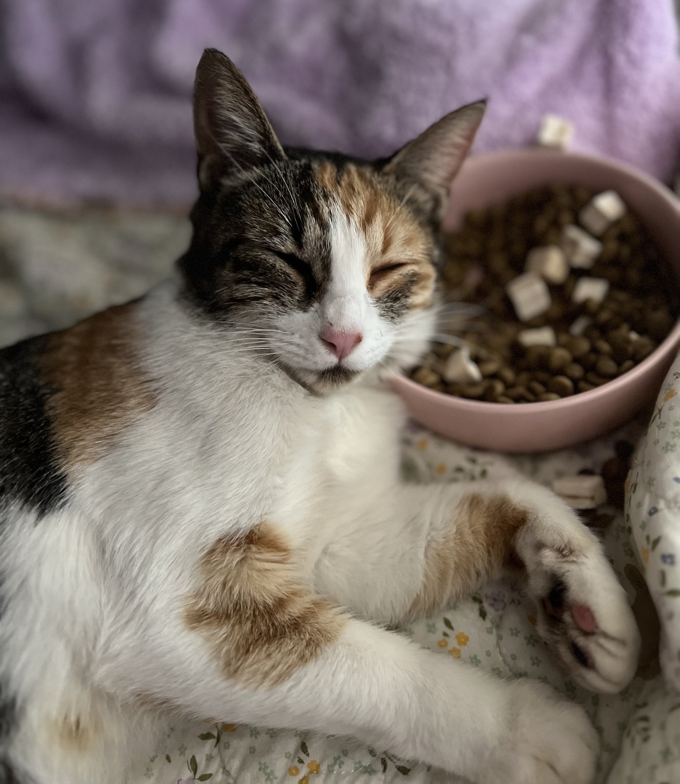 본문 이미지 - 레이 보호소에 입소 후  편안한 모습의 삼순이 (레이 제공) ⓒ 뉴스1