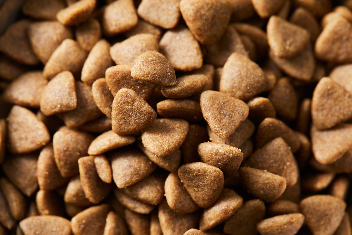 본문 이미지 - 건사료 제조 시 코팅 단계에서 지방, 비타민, 미네랄, 향미증진제, 항산화제 등 성분이 첨가된다. (사진 이미지투데이) ⓒ 뉴스1