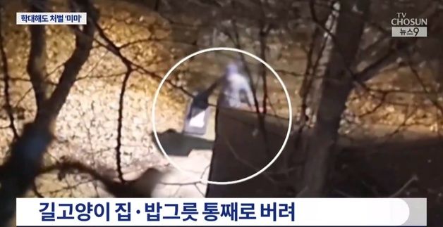 길고양이 밥에 쥐약 섞고 얼려 죽였는데 '벌금 30만원'…가해자 "사람이 먼저"