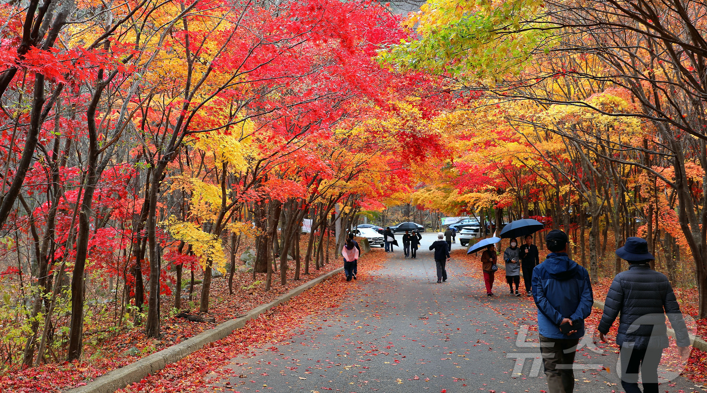 (인제=뉴스1) 이종재 기자 = 2일 강원 인제군 인제읍 귀둔리 필례약수터 일원이 붉게 타오르는 단풍잎으로 아름다운 가을 풍경을 연출하고 있다. 2024.11.2/뉴스1