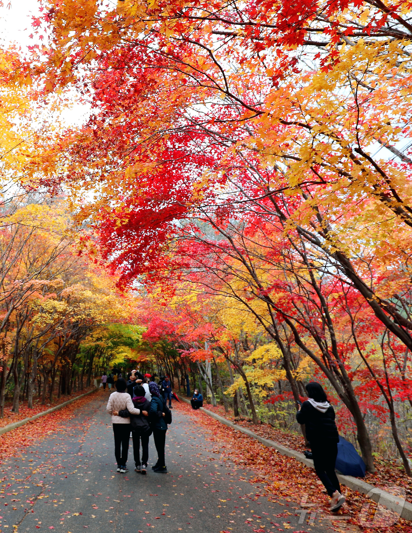 (인제=뉴스1) 이종재 기자 = 2일 강원 인제군 인제읍 귀둔리 필례약수터 일원이 붉게 타오르는 단풍잎으로 아름다운 가을 풍경을 연출하고 있다. 2024.11.2/뉴스1