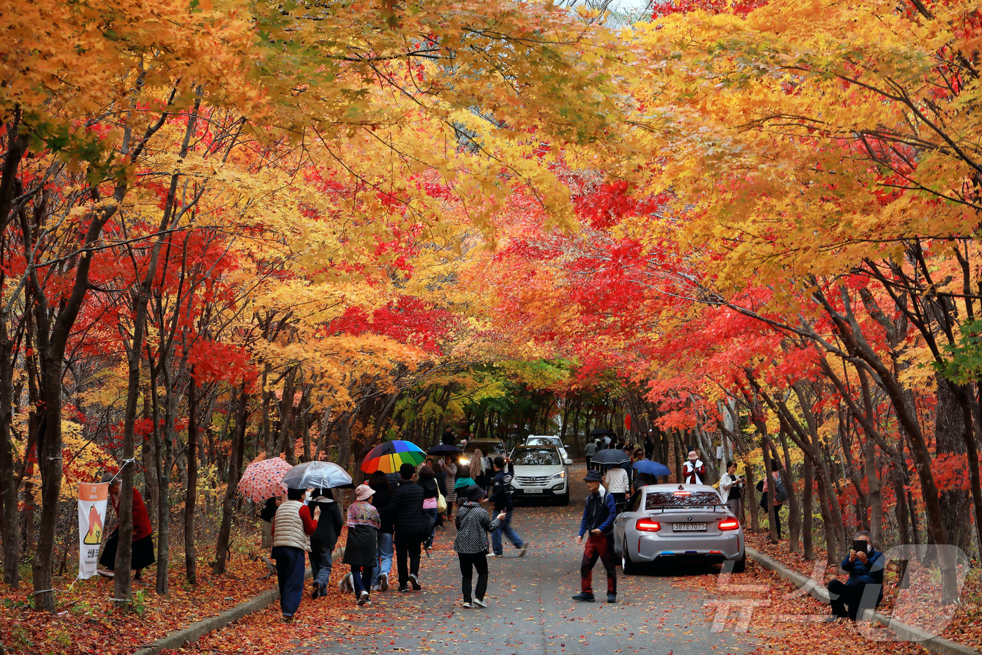 (인제=뉴스1) 이종재 기자 = 2일 강원 인제군 인제읍 귀둔리 필례약수터 일원이 붉게 타오르는 단풍잎으로 아름다운 가을 풍경을 연출하고 있다. 2024.11.2/뉴스1