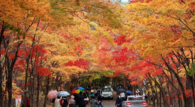 '단풍 절정' 인제 필례약수 단풍터널