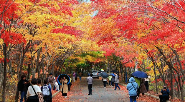 '단풍 절정' 인제 필레약수 탄풍터널