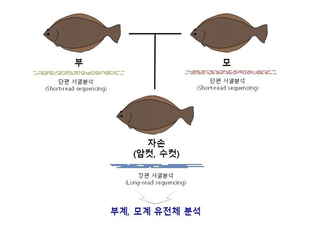 수과원 "세계 최고 수준의 넙치 표준유전체 지도 완성"