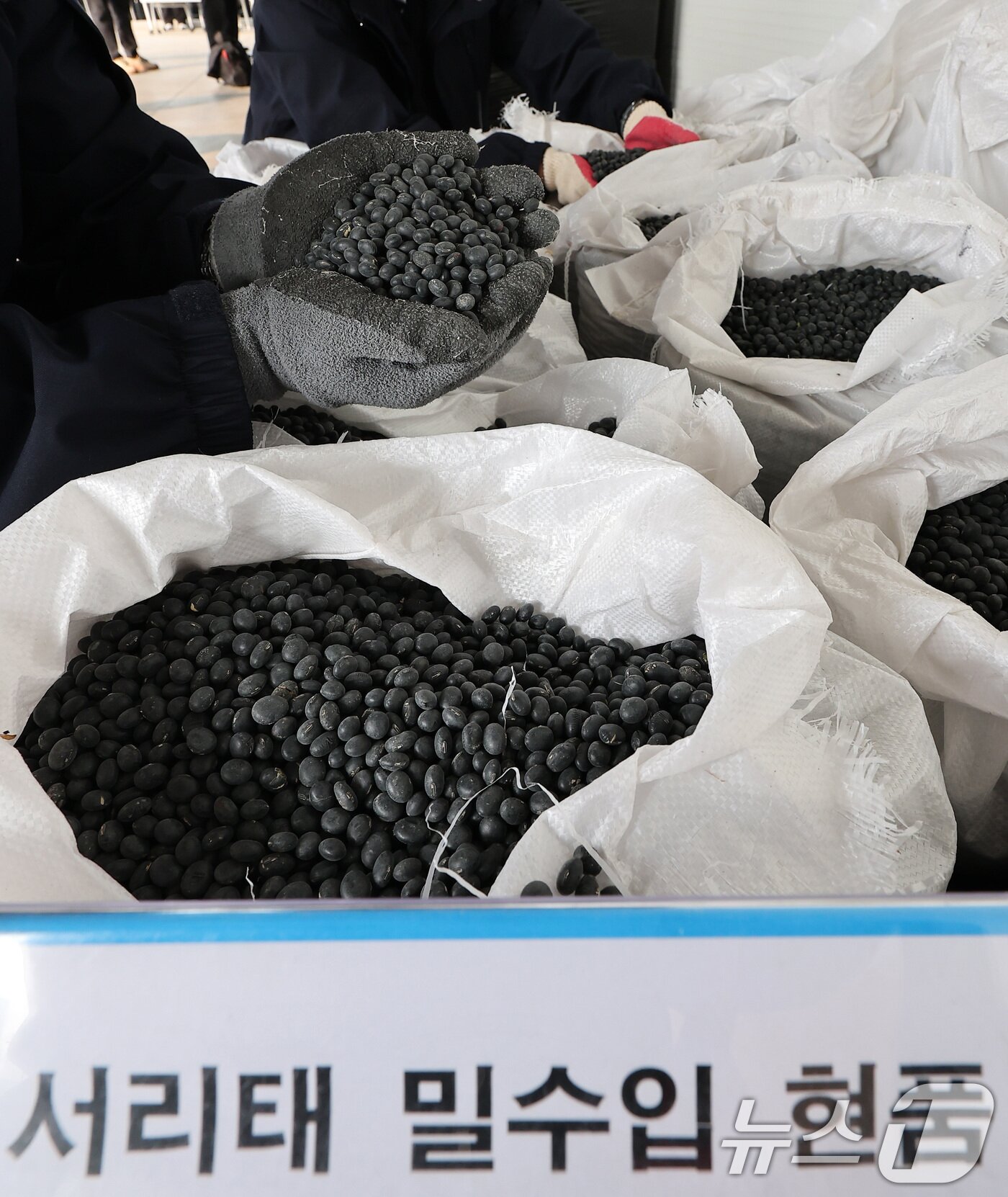 본문 이미지 - 21일 인천 연수구 인천본부세관 통합검사센터에서 관세청 인천본부세관 직원들이 압수한 서리태 밀수품을 공개하고 있다. 인천본부세관은 중국산 서리태 230톤을 요소수 등으로 품명을 위장하여 밀수입한 총책 A씨, 국내 유통책 B씨 등 13명을 적발해 관세법 위반 혐의로 검찰에 송치했다. 2024.11.21/뉴스1 ⓒ News1 김성진 기자