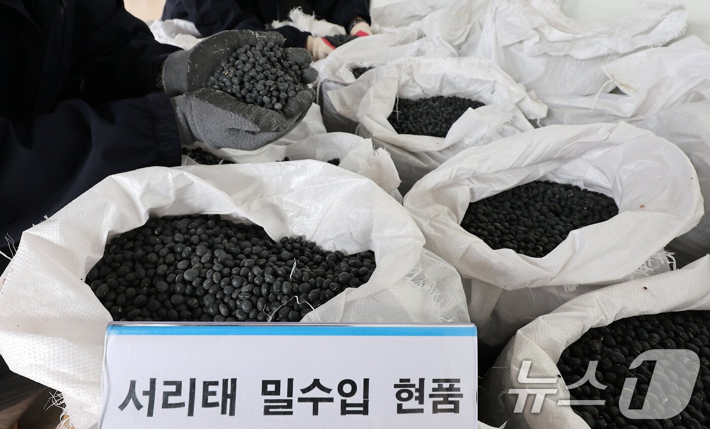 본문 이미지 - 21일 인천 연수구 인천본부세관 통합검사센터에서 관세청 인천본부세관 직원들이 압수한 서리태 밀수품을 공개하고 있다. 인천본부세관은 중국산 서리태 230톤을 요소수 등으로 품명을 위장하여 밀수입한 총책 A씨, 국내 유통책 B씨 등 13명을 적발해 관세법 위반 혐의로 검찰에 송치했다. 2024.11.21/뉴스1 ⓒ News1 김성진 기자