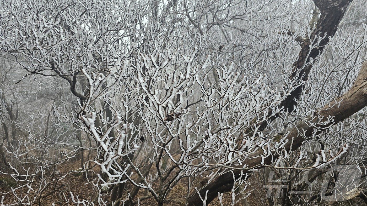 지리산 세석평전 상고대&#40;지리산국립공원 제공&#41;.