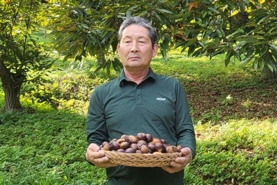 충주 친환경농법 재배 밤 '대한민국 대표 과일' 선정