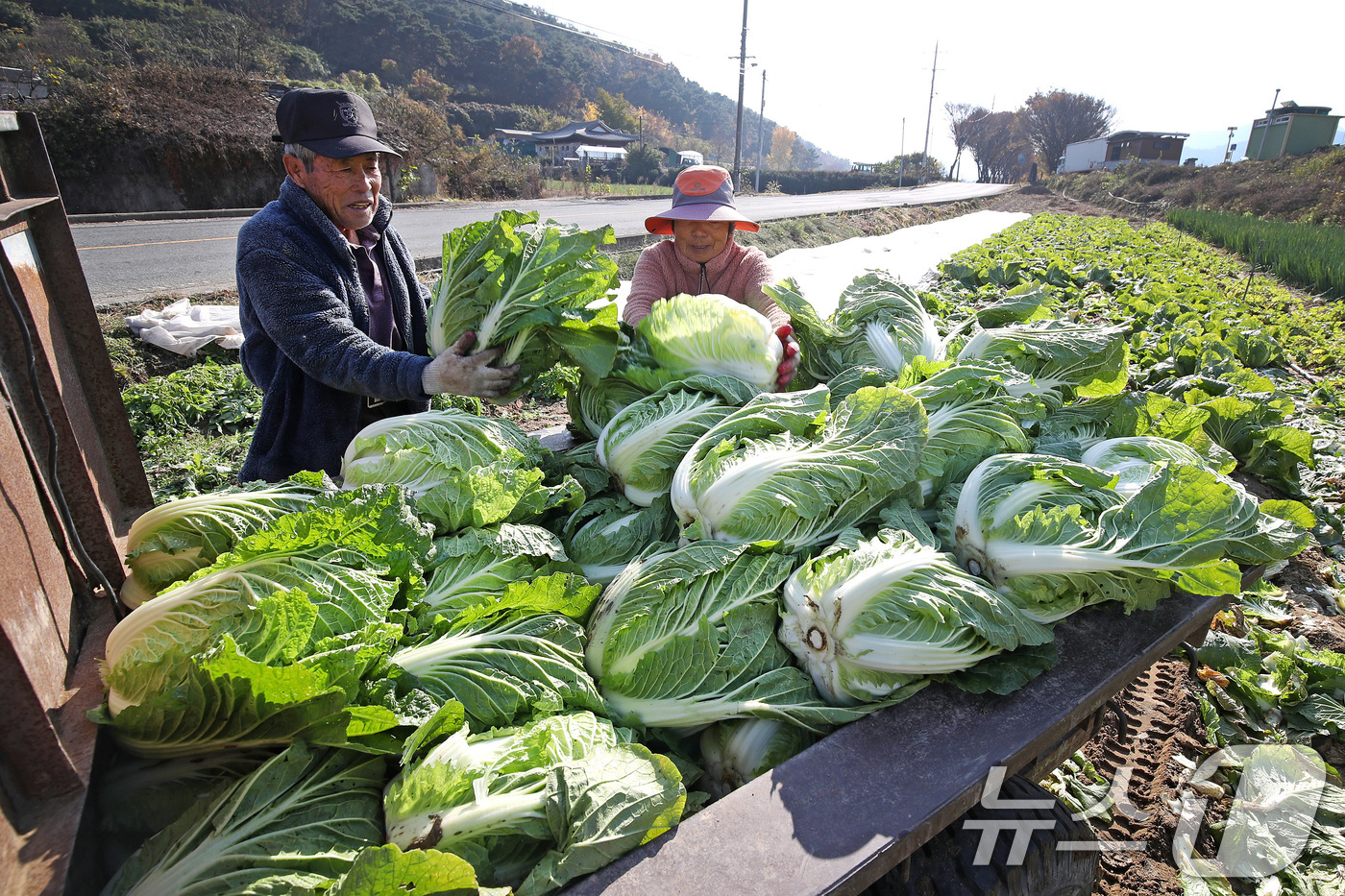 (대구=뉴스1) 공정식 기자 = 이번 주 기온이 크게 내려가며 첫눈이 예고된 가운데 25일 대구 달성군 구지면 배추밭에서 노부부가 김장용 배추를 수확해 경운기에 싣고 있다. 202 …