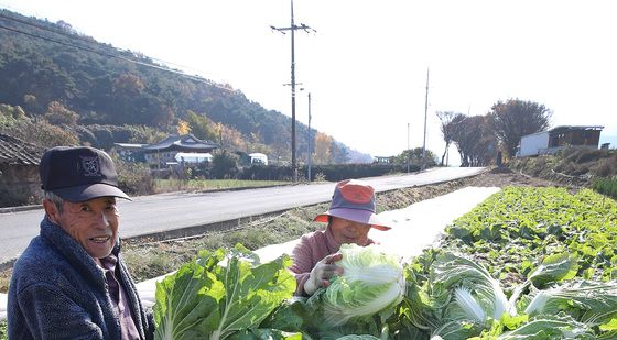 추위 앞두고 배추 수확