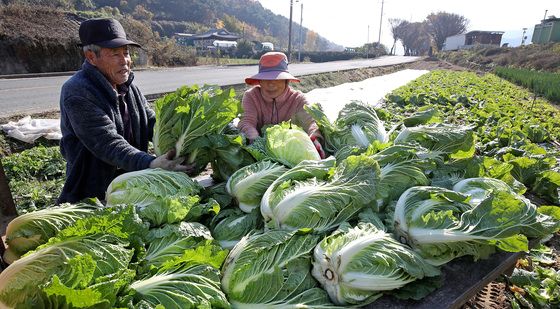 배추 수확하는 노부부