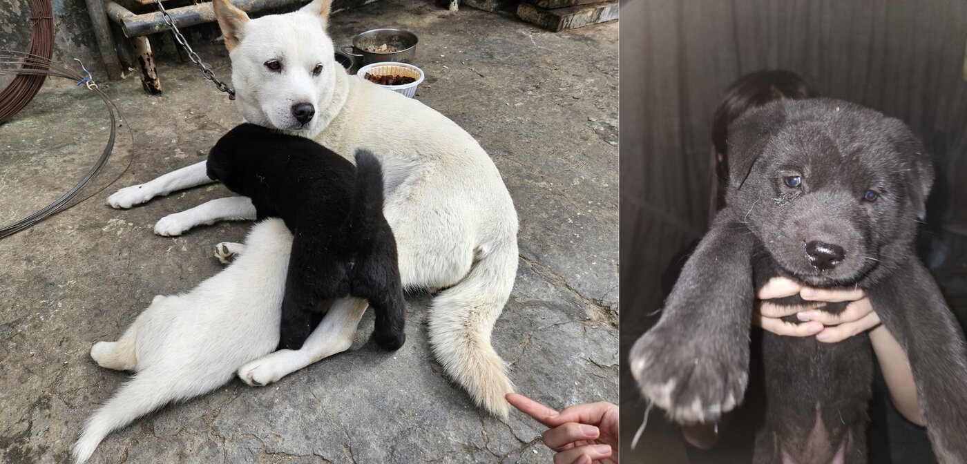 정미는 철물점에서 묶여 살던 어미개가 낳은 강아지다. &#40;오정석 씨 제공&#41; ⓒ 뉴스1