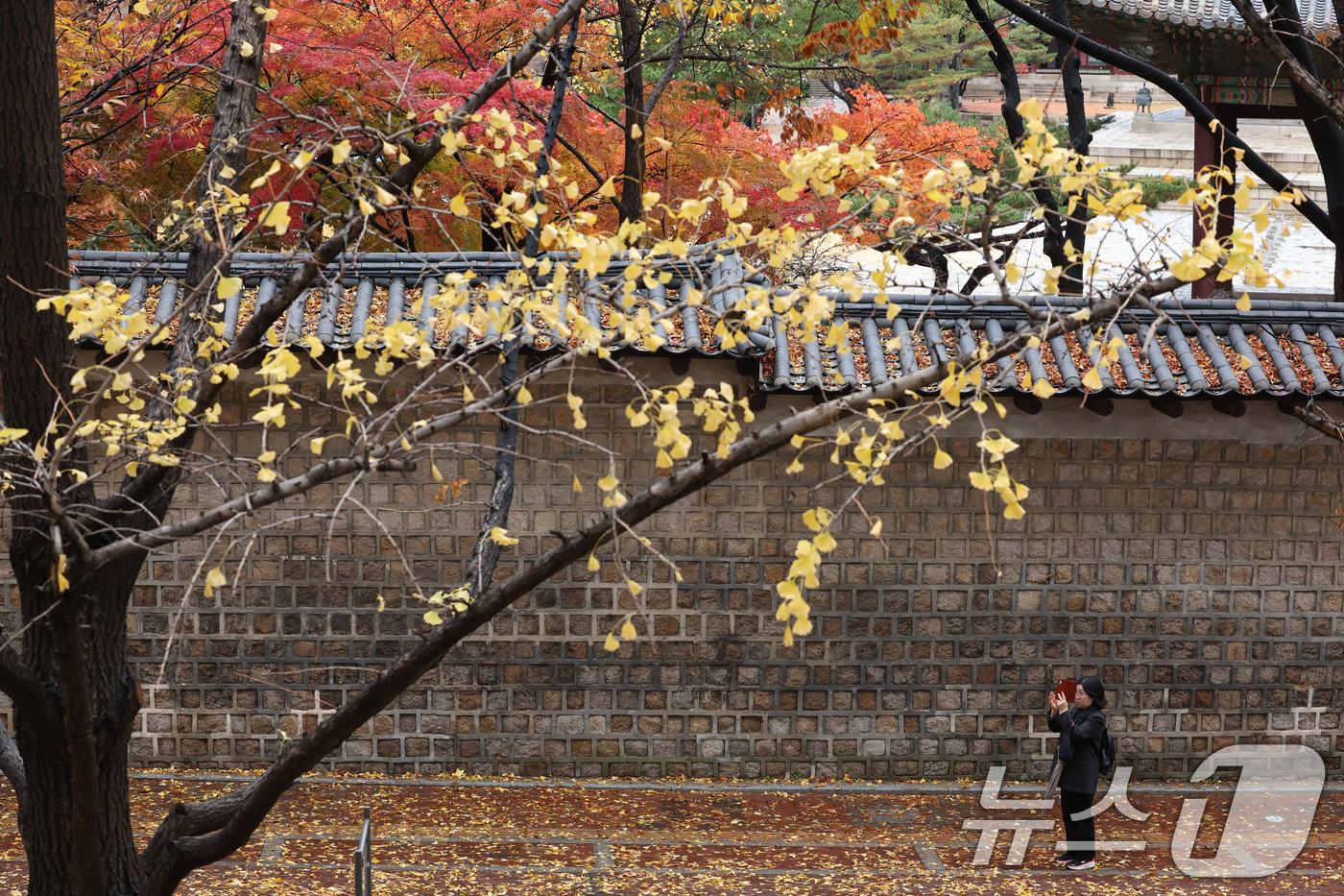 (서울=뉴스1) 신웅수 기자 = 26일 오전 서울 중구 정동길에서 한 시민이 단풍 사진을 찍고 있다.기상청은 이날 전국에 비와 함께 강한 바람이 불다가 새벽에는 수도권에 첫눈이 내 …