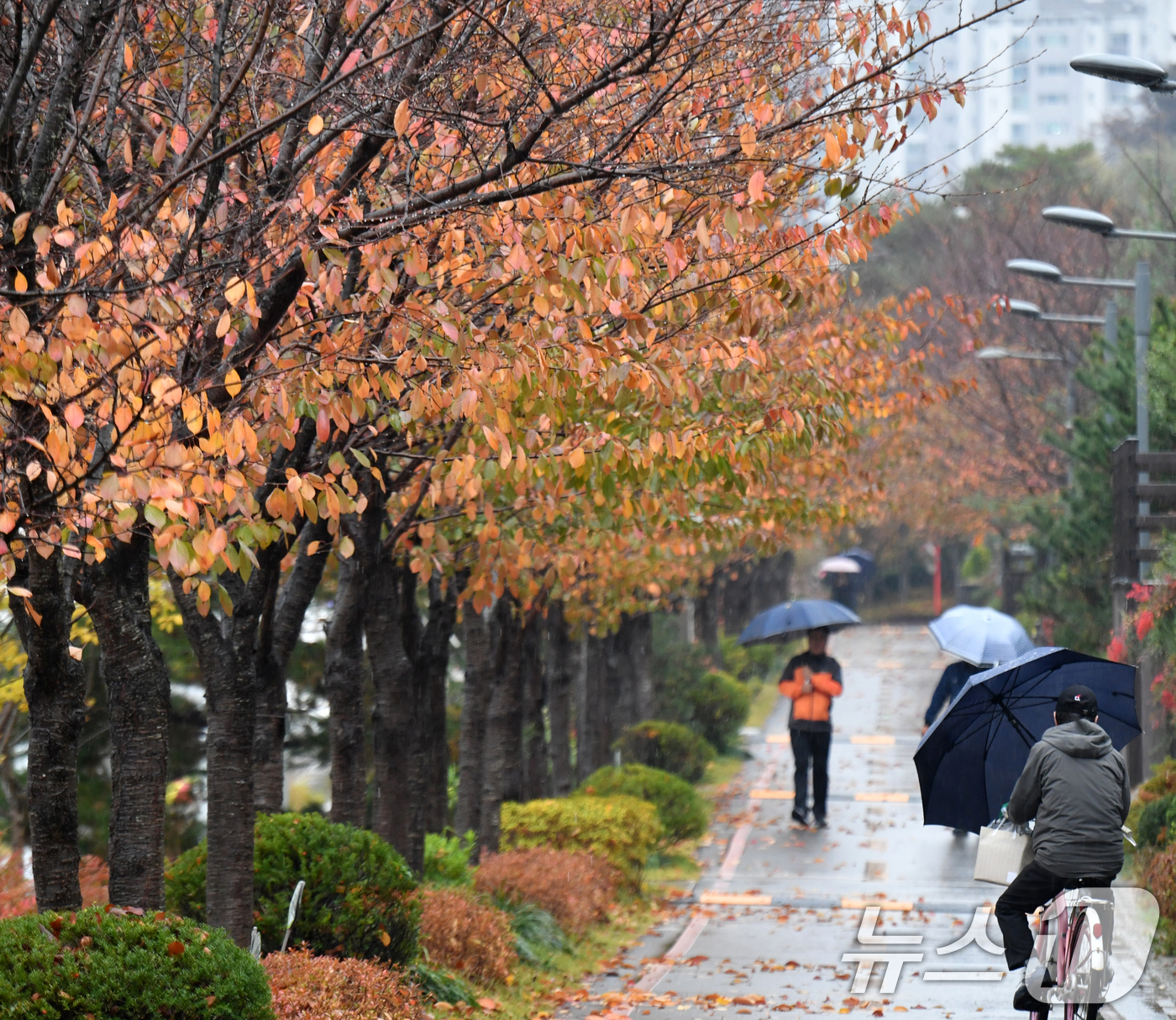 (포항=뉴스1) 최창호 기자 = 26일 오전 경북 포항시 남구 대잠동 철길 숲에서 우산을 쓴 시민들이 걸어가고 있다. 2024.11.26/뉴스1