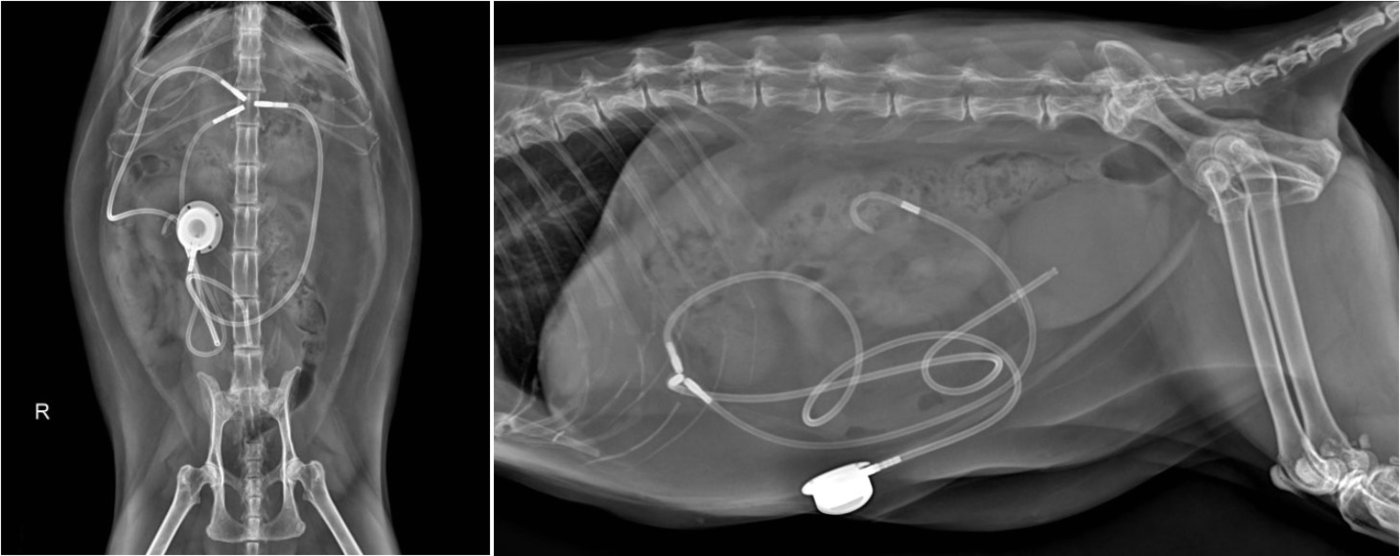 본문 이미지 - 인공 요관 우회술을 한 고양이의 방사선 사진 &#40;동물병원 제공&#41; ⓒ 뉴스1