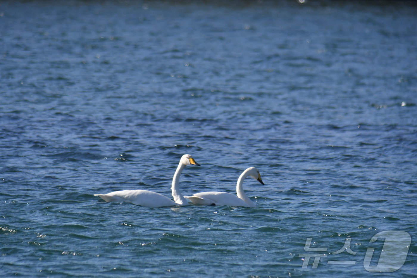 본문 이미지 - 22일 태화강 명촌교 아래에서 발견된 천연기념물이자 멸종위기야생생물Ⅱ급인 큰고니.(울산시 제공)