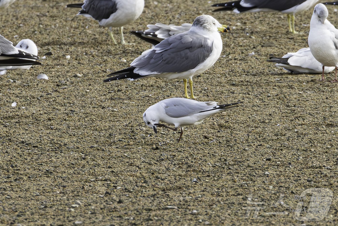 본문 이미지 - 18일 태화강 하구 모래톱에서 발견된 국제보호조로 지정된 검은머리갈매기.(짹짹휴게소 홍승민 대표 제공)