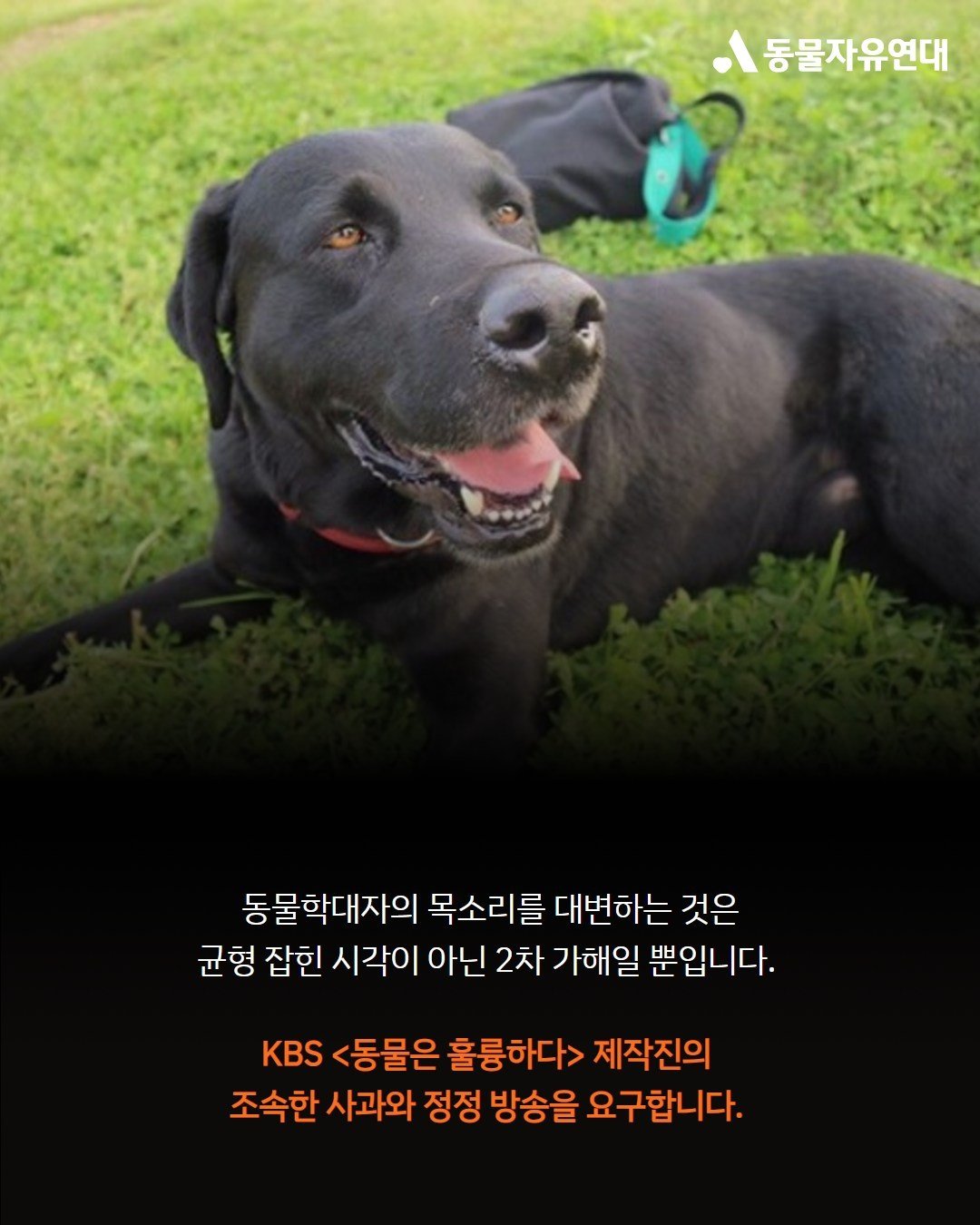 본문 이미지 - 동물자유연대는 KBS '동물은 훌륭하다' 방송에 사과 및 정정보도를 요구하고 있다. 사진은 지난 2017년 납치돼 탕제원에 팔려간 '오선이'(동물자유연대 제공) ⓒ 뉴스1