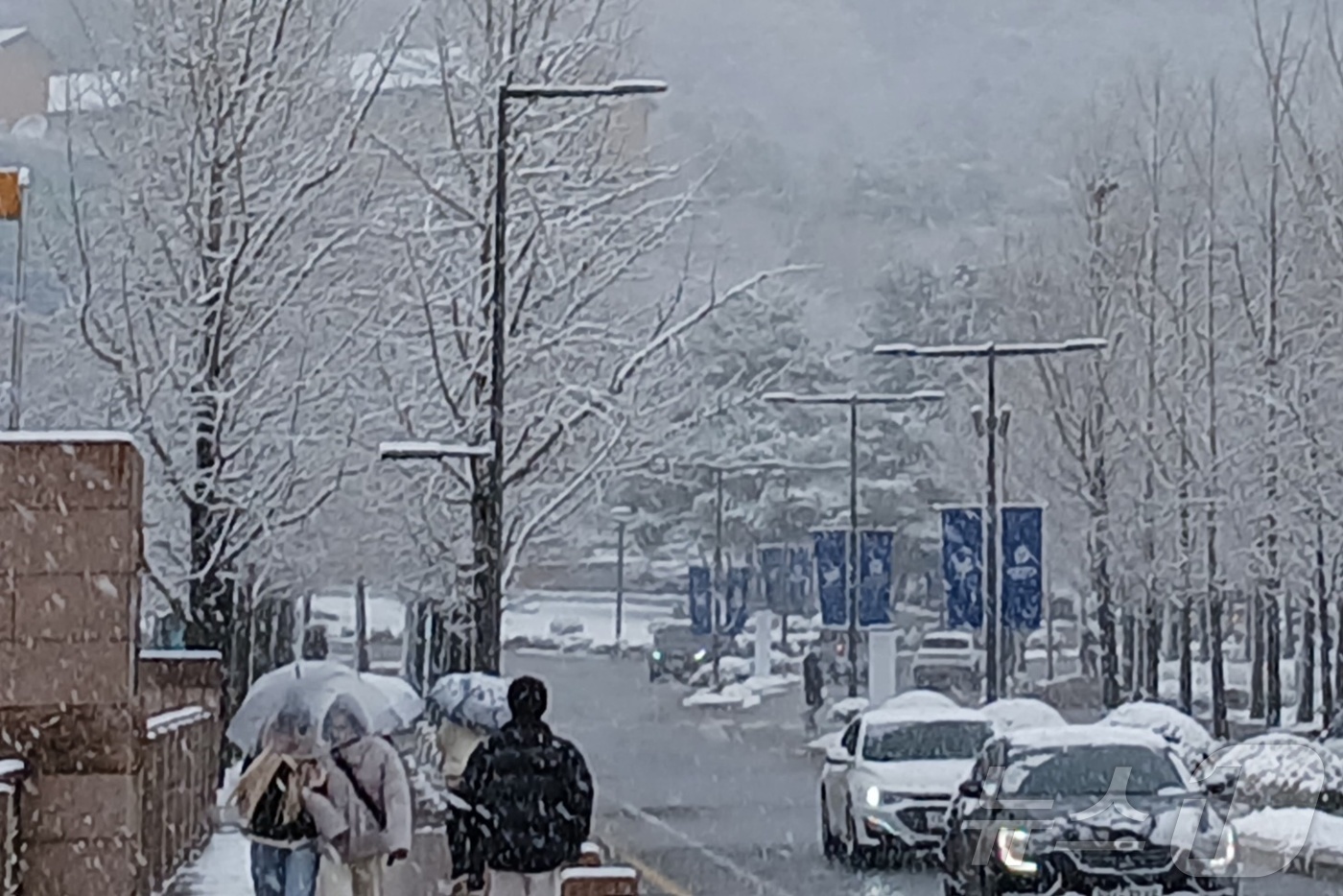 (원주=뉴스1) 신관호 기자 = 27일 강원 원주에 대설주의보가 내려진 가운데, 이날 오전 원주시 연세대 미래캠퍼스에 눈이 내리고 있다. 2024.11.27./뉴스1