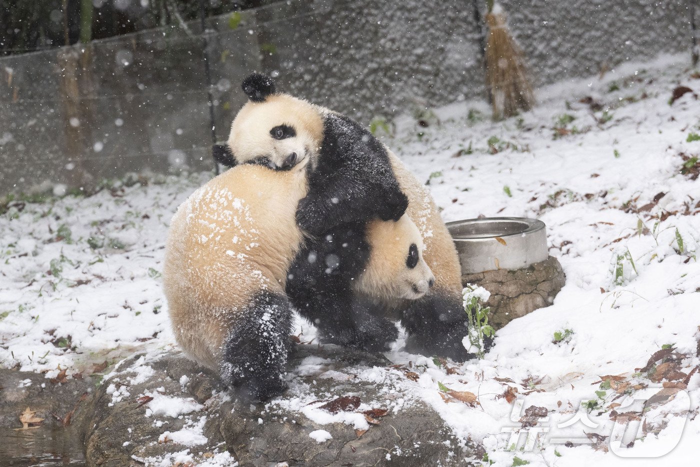 본문 이미지 - 쌍둥이 아기판다 루이바오와 후이바오가 판다월드 야외 방사장 눈밭에서 시간을 보내고 있다.(에버랜드 제공)