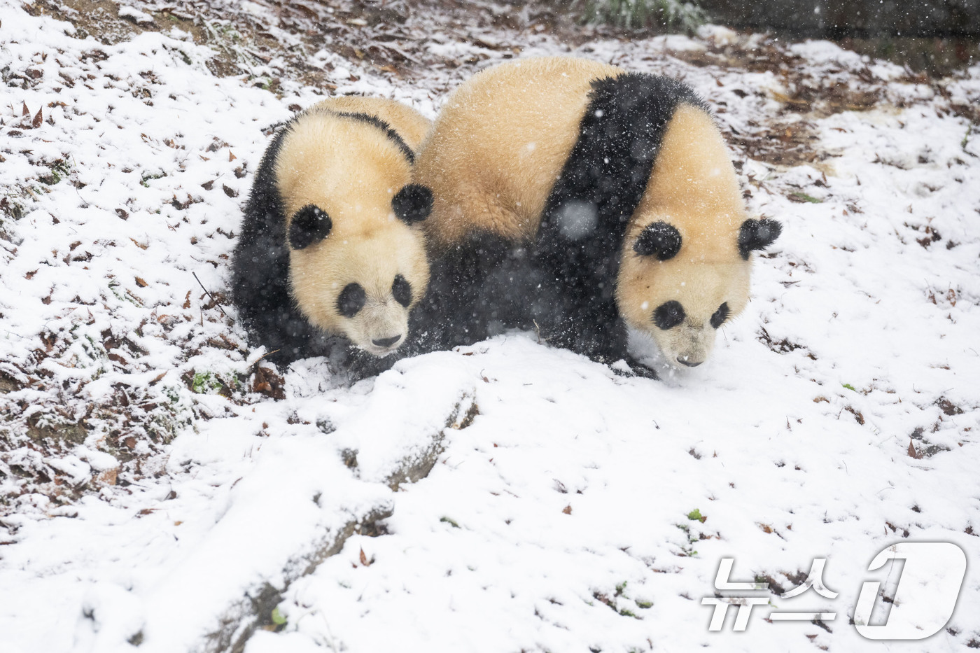 (서울=뉴스1) = 첫눈이 내린 27일 경기도 용인시 에버랜드에서 쌍둥이 판다 루이바오와 후이바오가 태어나서 처음으로 맞은 눈을 즐기고 있다. (삼성물산 리조트부문 제공) 2024 …