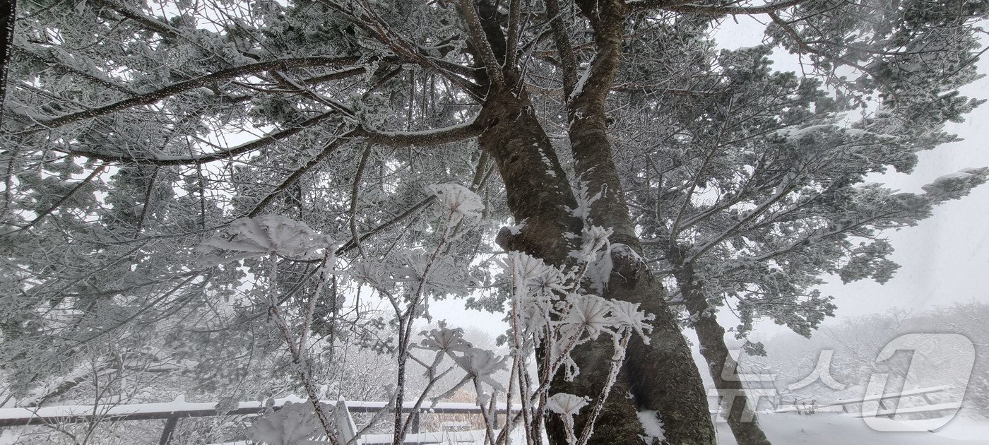 본문 이미지 - 올해 첫눈이 내린 27일 전북자치도 무주군 덕유산 향적봉에 눈이 쌓여 있다. (덕유산국립공원공단 제공) 2024.11.27/뉴스1 ⓒ News1 장수인 기자