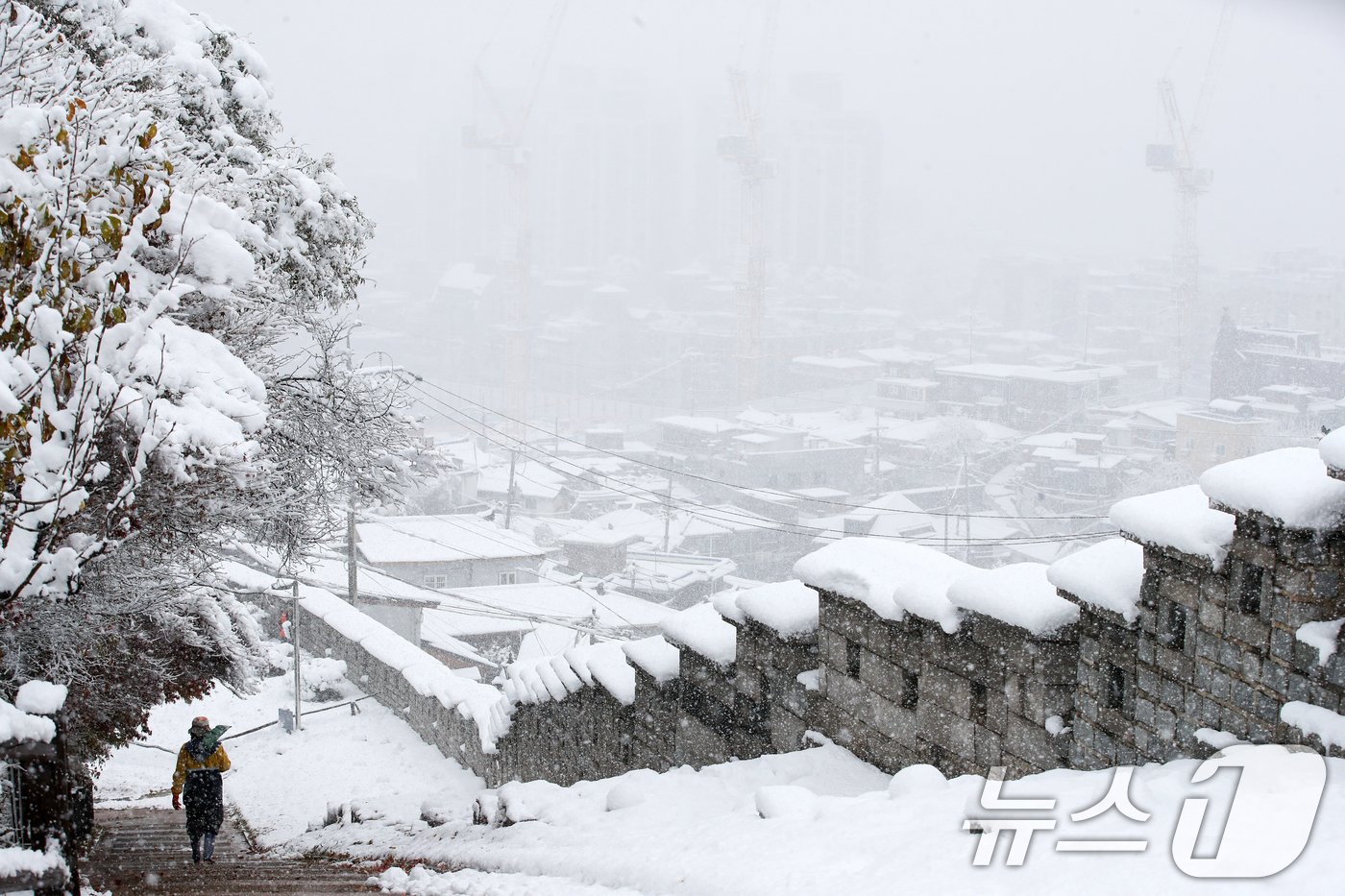 본문 이미지 - 많은 눈이 내린 27일 오후 서울 종로구 낙산공원에 눈이 쌓여있다. 이날은 서울에 공식적으로 16㎝가 넘는 눈이 쌓여 1907년 근대적인 기상관측을 시작한 이래 117년 만에 11월엔 가장 많은 눈이 쌓인 것으로 나타났다. 오전 10시 기준, 서울의 공식적인 '일 최고 적설'(일 최심 적설)은 16.5㎝로 나타났다. 서울의 공식적인 적설 기록은 종로구 송월동 서울기상관측소의 측정값을 활용한다. 2024.11.27/뉴스1 ⓒ News1 이승배 기자