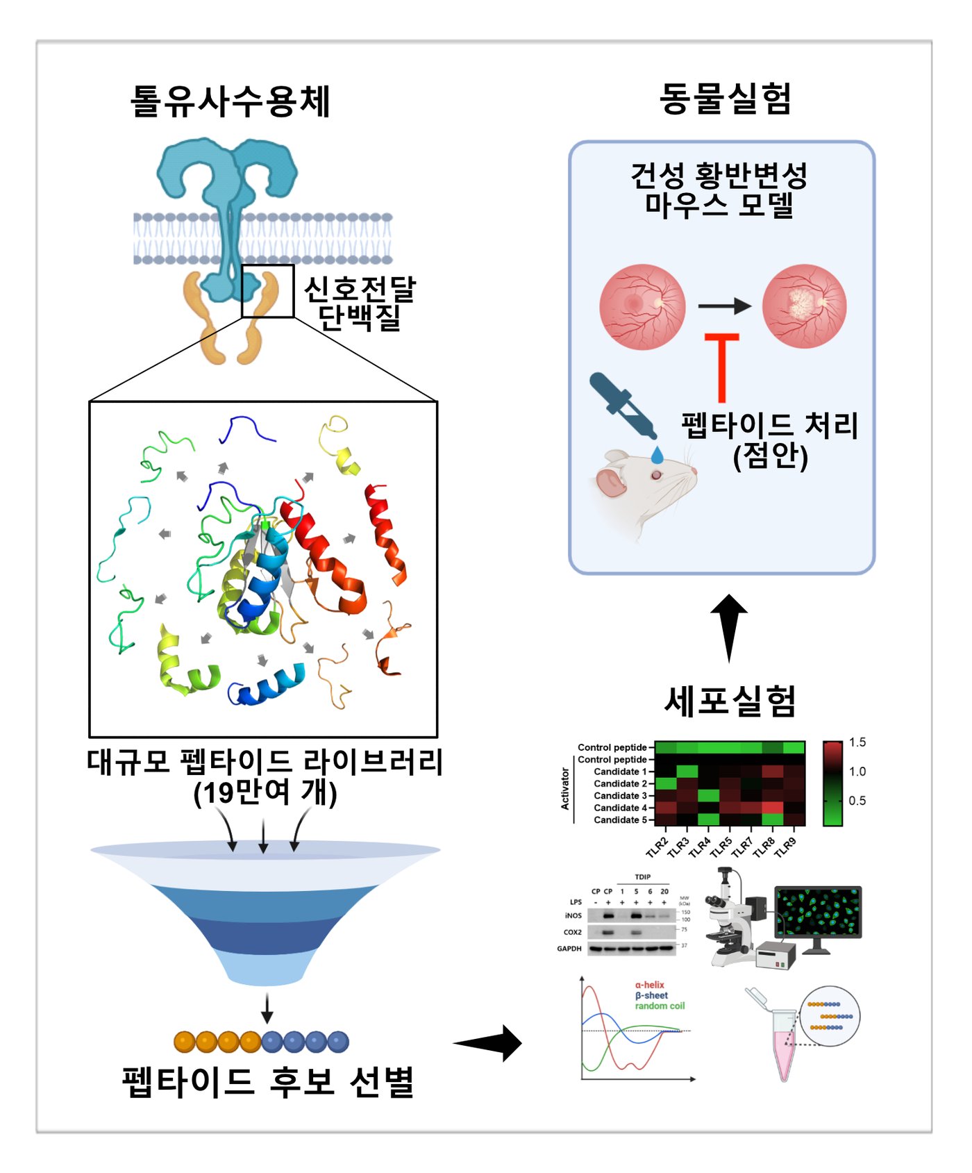 본문 이미지 - 건성 황반변성을 유발하는 염증 신호전달 단백질에 결합해 작용을 억제하는 펩타이드를 탐색하는 과정.&#40;한국과학기술연구원 제공&#41;
