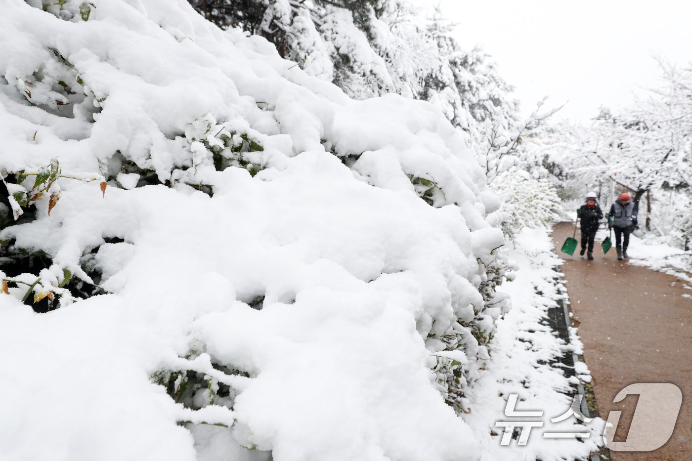 본문 이미지 - 많은 눈이 내린 27일 오후 서울 종로구 낙산공원에 눈이 쌓여있다. 이날은 서울에 공식적으로 16㎝가 넘는 눈이 쌓여 1907년 근대적인 기상관측을 시작한 이래 117년 만에 11월엔 가장 많은 눈이 쌓인 것으로 나타났다. 오전 10시 기준, 서울의 공식적인 '일 최고 적설'(일 최심 적설)은 16.5㎝로 나타났다. 서울의 공식적인 적설 기록은 종로구 송월동 서울기상관측소의 측정값을 활용한다. 2024.11.27/뉴스1 ⓒ News1 이승배 기자