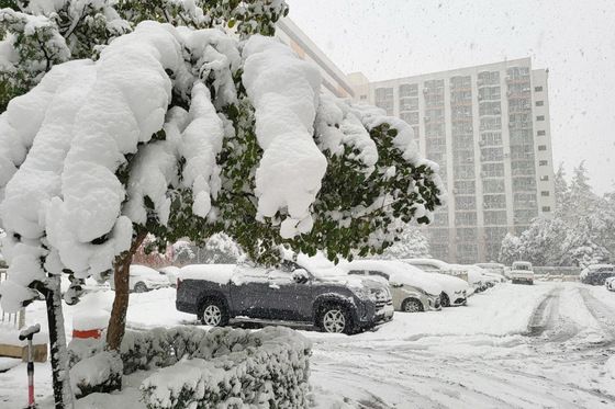 경부선·중앙선, 폭설로 쓰러진 나무에 한때 운행 중단