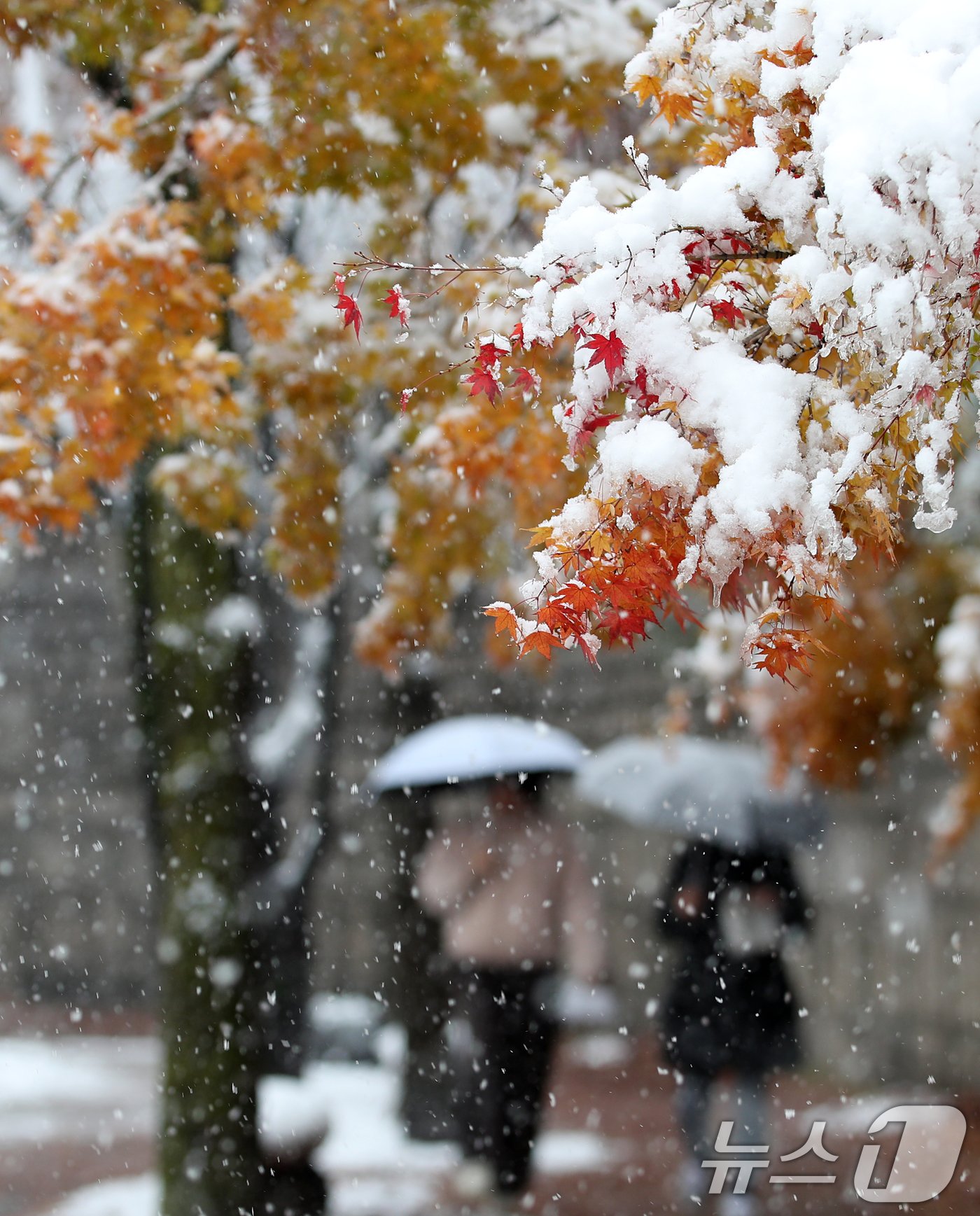 본문 이미지 - 기록적인 첫 눈이 내린 27일 서울 중구 정동길에서 시민들이 눈송이가 소복이 내려앉은 단풍나무 아래를 지나고 있다. 2024.11.27/뉴스1 ⓒ News1 오대일 기자