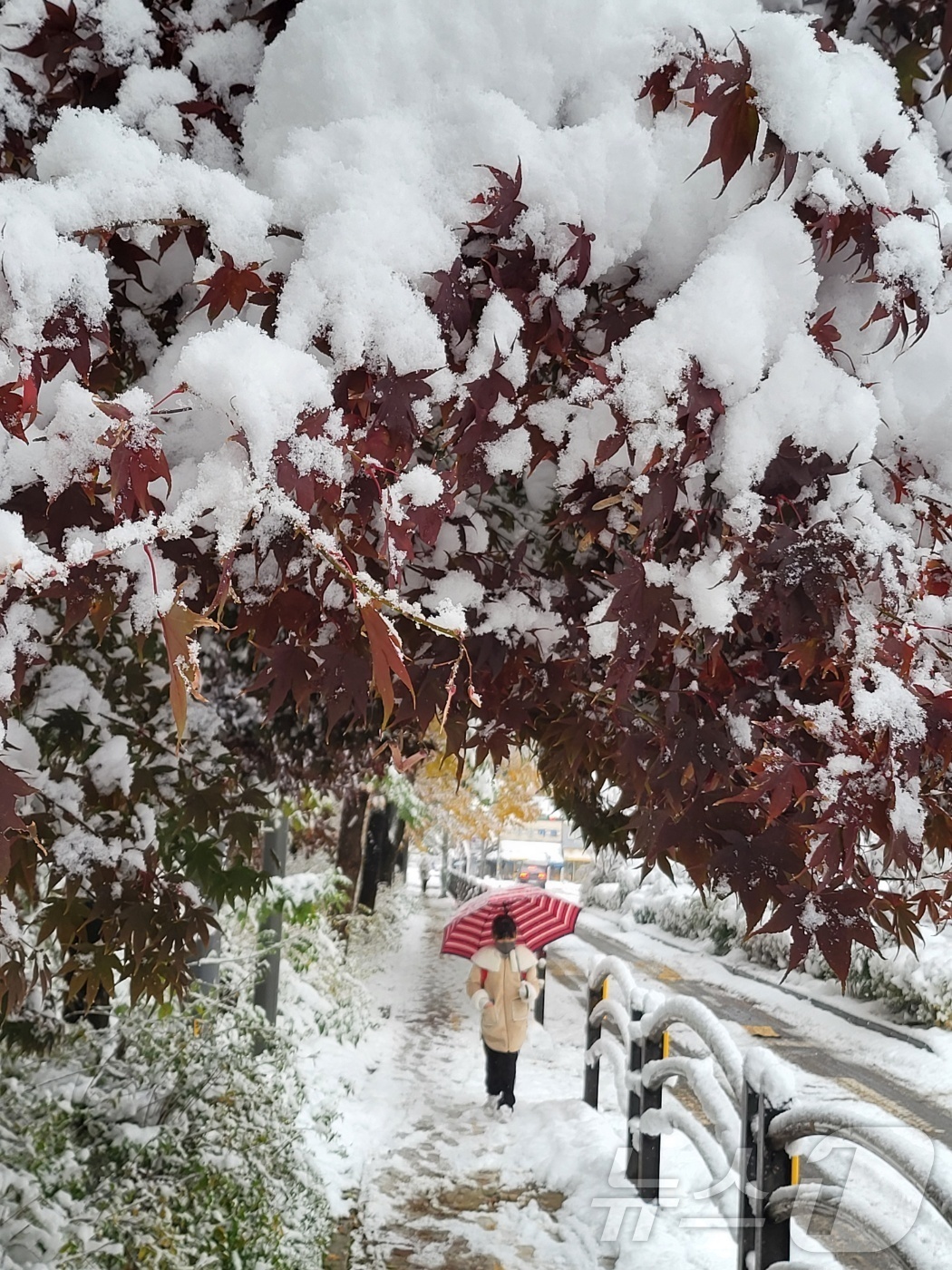 (수원=뉴스1) = 전국 곳곳에 최대 20㎝ 이상의 많은 눈이 내린 27일 오후 경기 수원시 권선구 한 아파트  내 단풍나무에 첫 눈이 소복이 쌓여 있다. 2024.11.27/뉴스 …