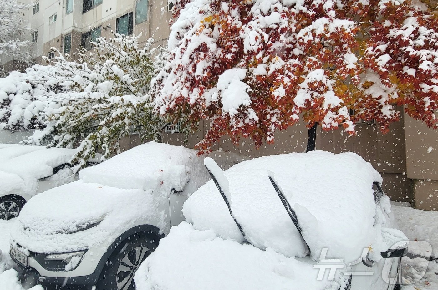 본문 이미지 - 전국 곳곳에 최대 20㎝ 이상의 많은 눈이 내린 27일 오후 경기 수원시 권선구 한 아파트 내 단풍나무에 첫 눈이 소복이 쌓여 있다. 2024.11.27/뉴스1