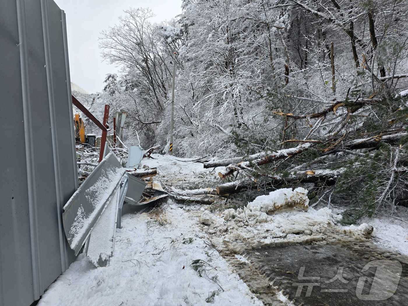 본문 이미지 - 강원 홍천군 홍천읍 장전평리 눈에 쓰러진 나무.(강원도소방본부 제공)
