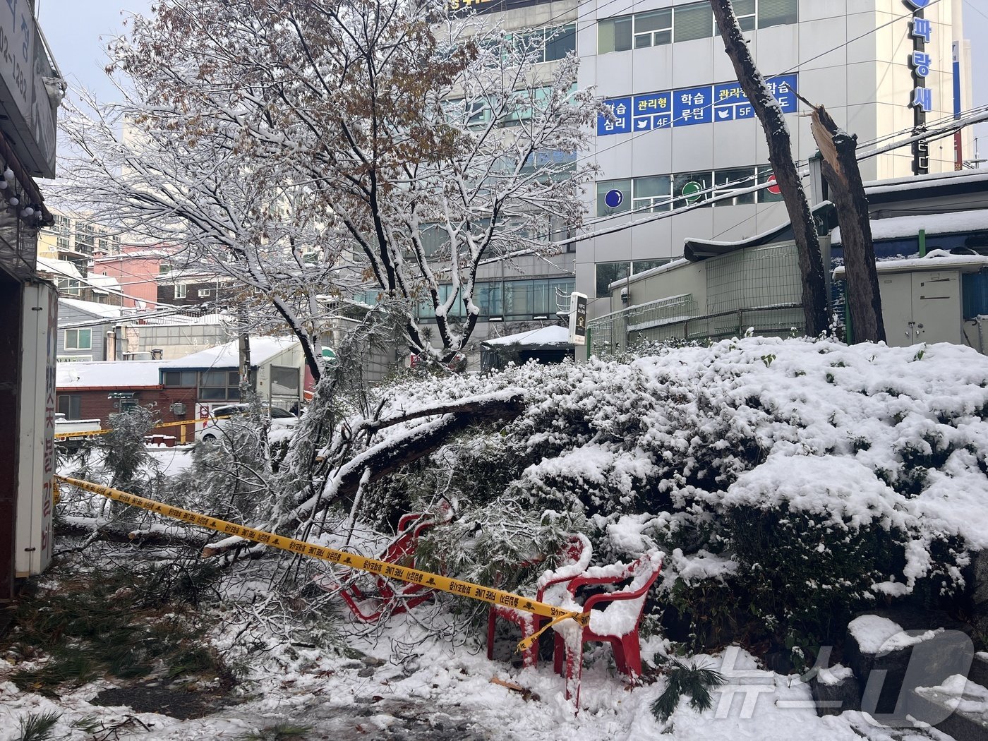 본문 이미지 - 오후 2시 9분쯤 부평구 산곡동의 한 골목에서 나무가 전도됐다.(인천소방본부 제공)2024.11.27/뉴스1