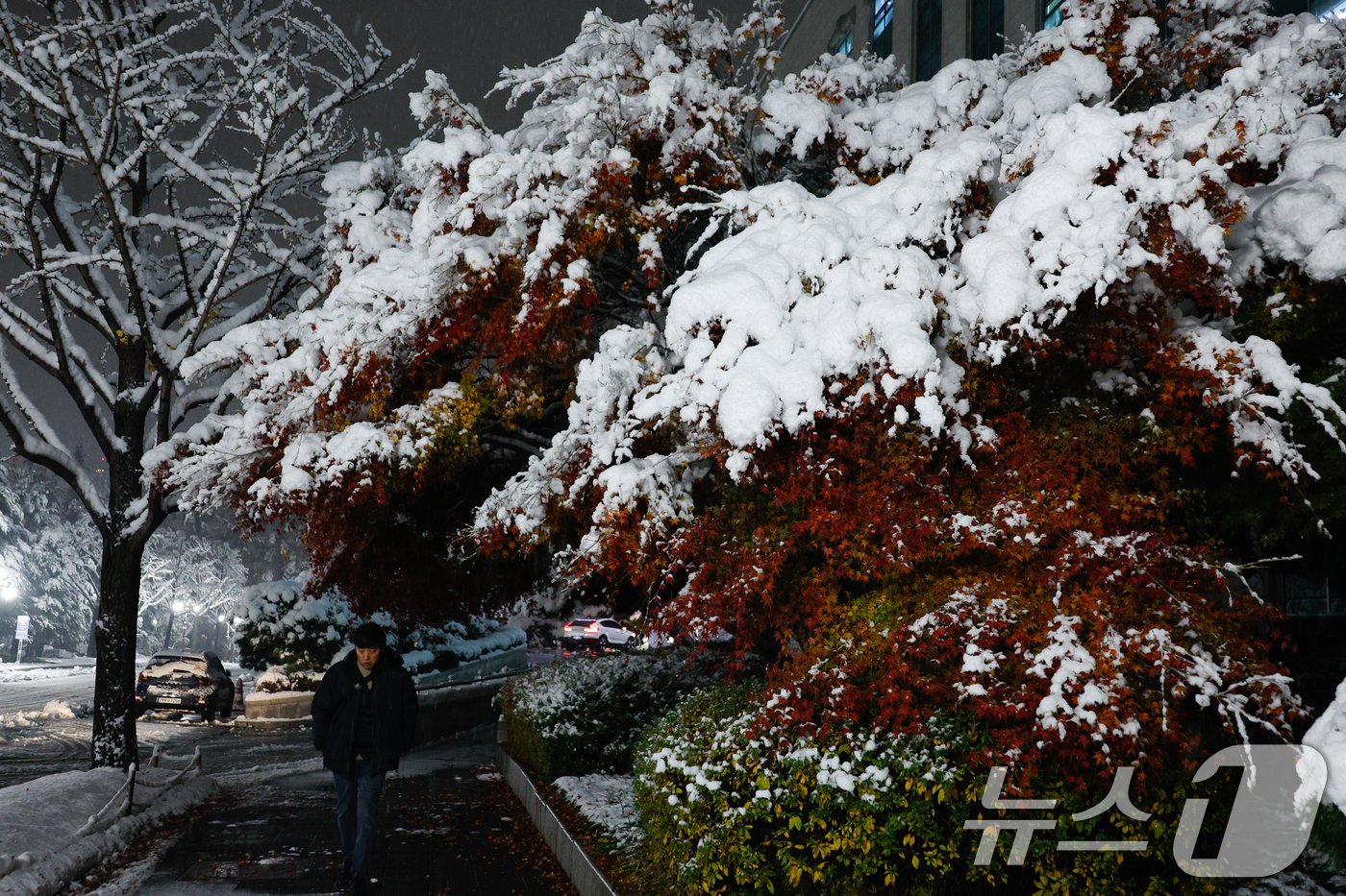 본문 이미지 - 수도권에 이틀째 많은 눈이 내리는 28일 오전 서울 여의도 국회의원회관 앞 단풍 위에 눈이 쌓여 있다. 2024.11.28/뉴스1 ⓒ News1 안은나 기자