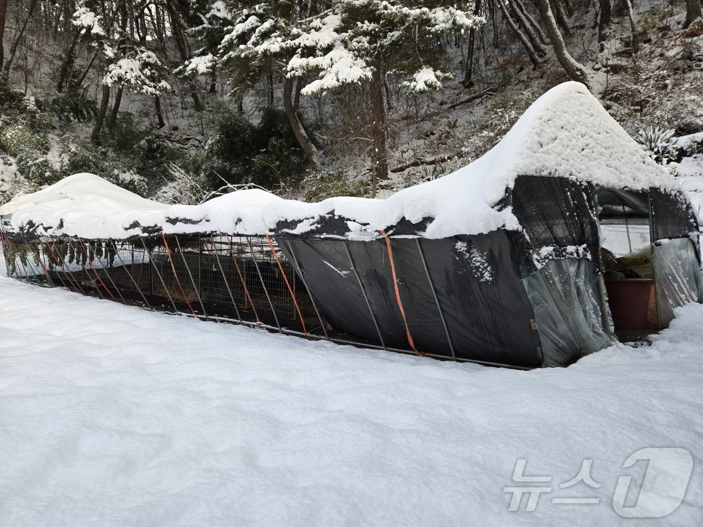 (장수=뉴스1) 장수인 기자 = 28일 오전 7시 40분께 전북자치도 장수군 계남면 한 비닐하우스에 '눈이 쌓여 붕괴 위험이 있다'는 내용의 신고가 접수됐다. 붕괴 일보 직전인 비 …