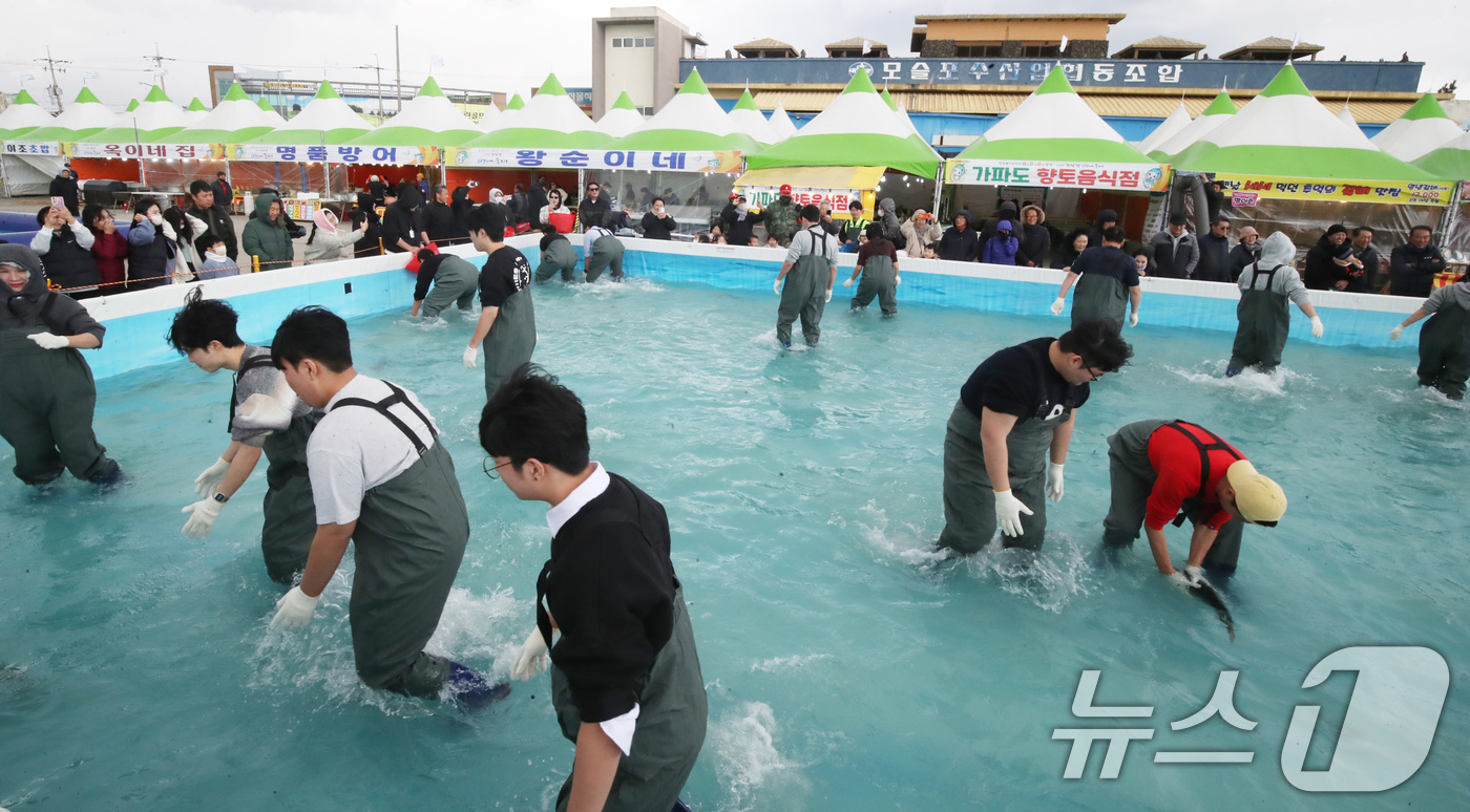 (서귀포=뉴스1) 오현지 기자 = 28일 오전 제주 서귀포시 모슬포항에서 개막한 제24회 최남단 방어축제에서 참가자들이 맨손 방어잡기 체험을 하고 있다. 2024.11.28/뉴스1 …