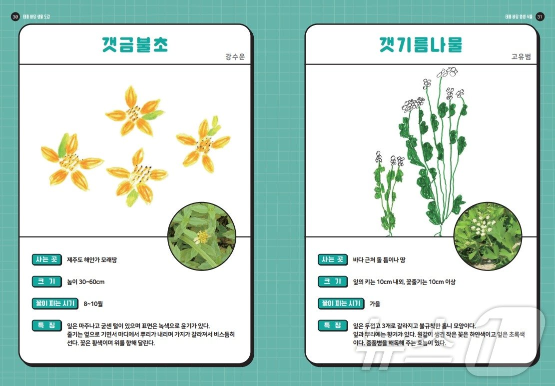 본문 이미지 - 제주 태흥초등학교 학생들이 만든 태흥 바당 생물 도감.(태흥초 제공)