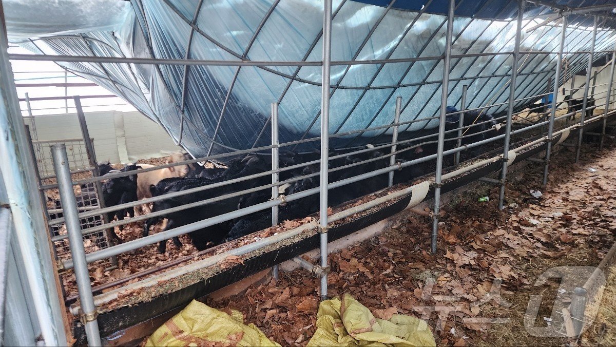 본문 이미지 -  음성 염소농장 축사 붕괴 사진(음성소방서 제공).2024.11.28/뉴스1