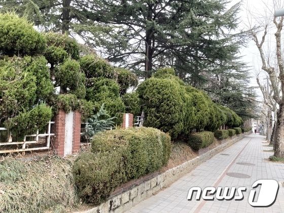 옛 충남도청사 향나무 100여그루 베어낸 대전시 공무원 벌금형