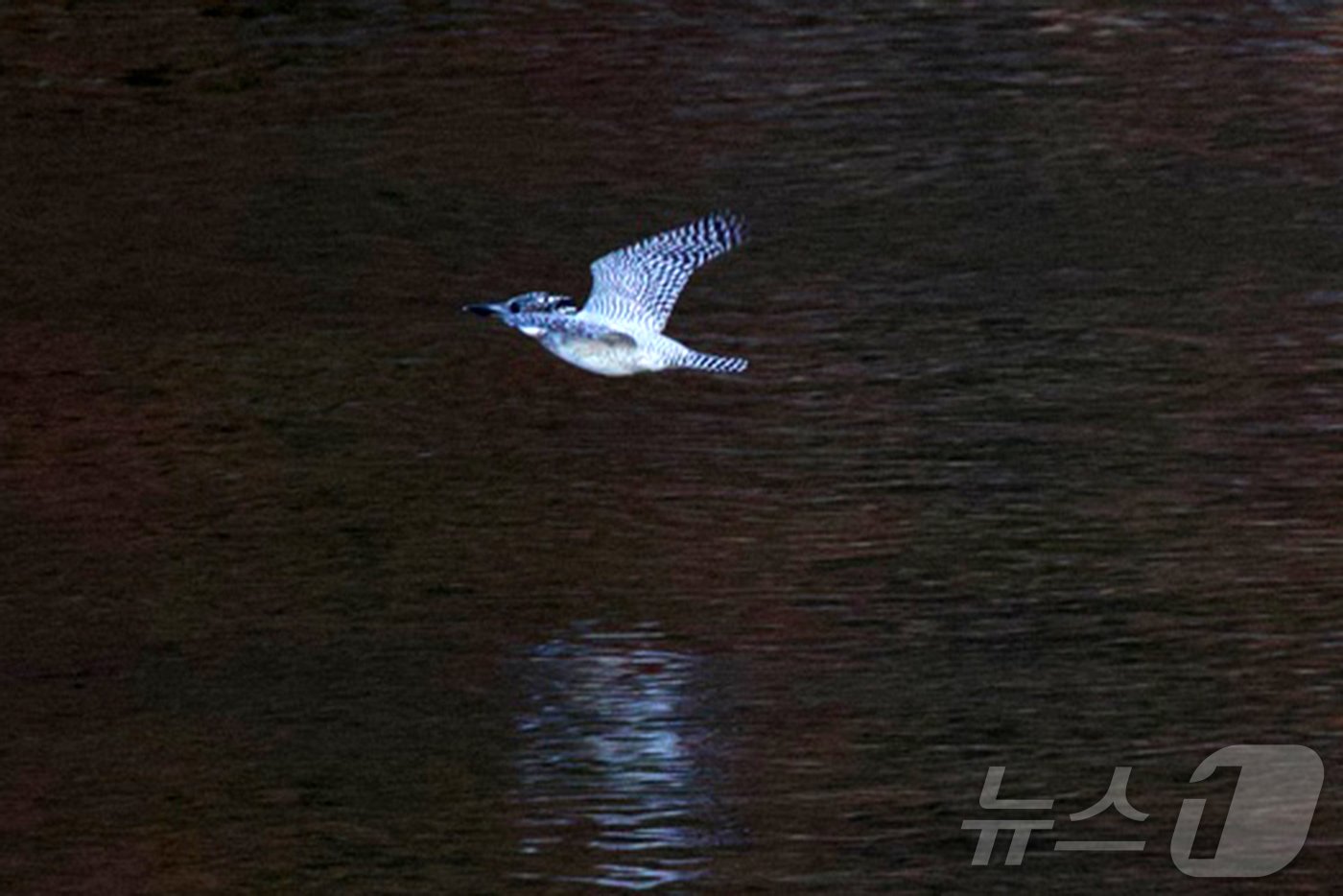 본문 이미지 -  100년 전 국내에서 사라진 것으로 알려진 뿔호반새가 경남 산간의 한 계곡에서 발견됐다. (생태사진작가 임재수씨 제공) 2024.11.29/뉴스1