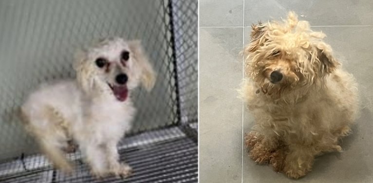 본문 이미지 - 시 보호소 입소 당시 동물보호관리시스템에 올라온 꼬미의 모습(왼쪽)과 6개월 만에 보호소에서 나온 꼬미의 모습(봉사자 제공) ⓒ 뉴스1