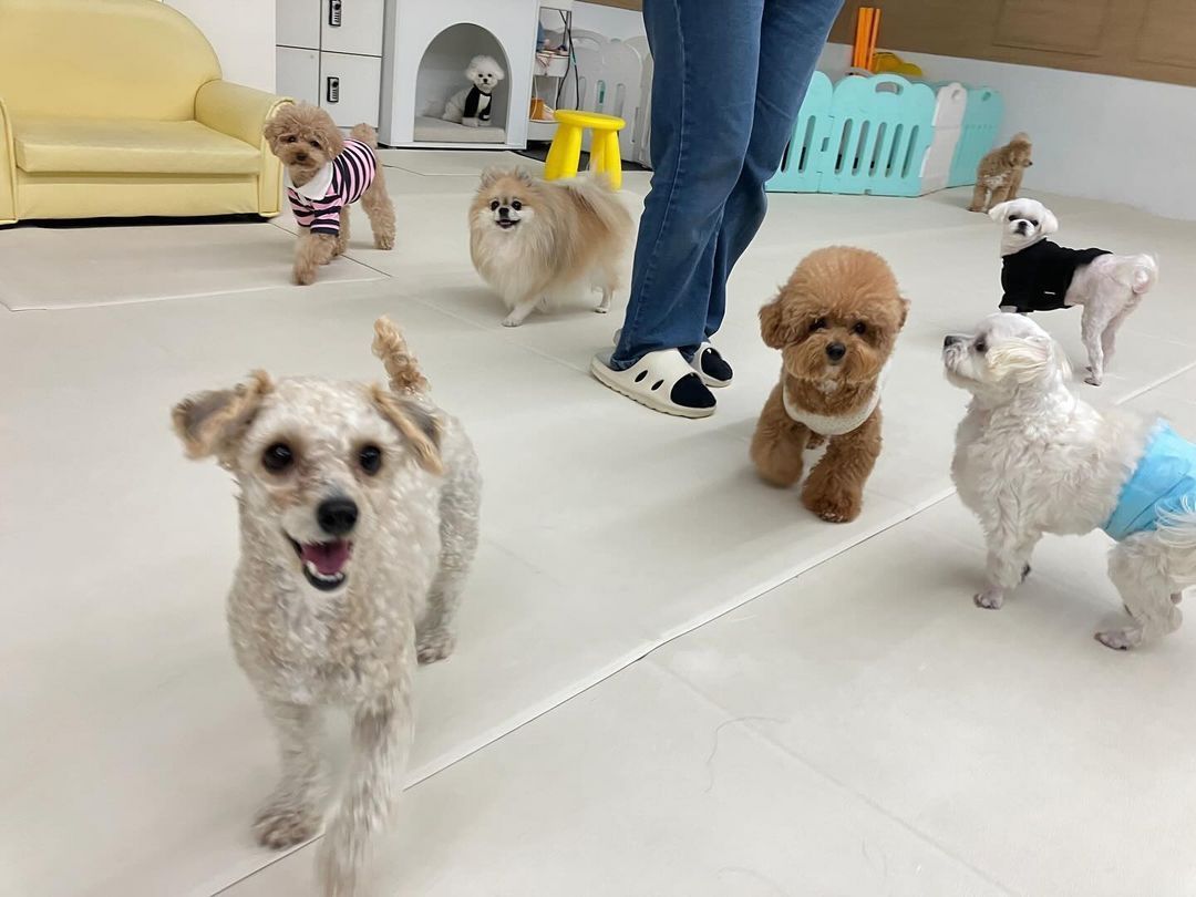 본문 이미지 - 강아지유치원에 다니는 꼬미는 기본 교육을 마쳤다. (봉사자 제공) ⓒ 뉴스1