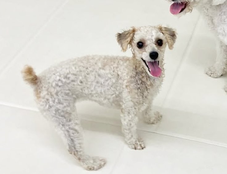 본문 이미지 - 꼬미는 사람을 좋아하고 애교가 많다. (봉사자 제공) ⓒ 뉴스1