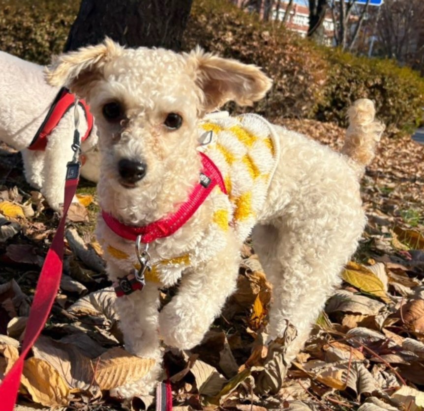 본문 이미지 - 현재 꼬미는 경기도 임시 보호처에서 지내고 있다. (봉사자 제공) ⓒ 뉴스1
